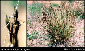 Image result for Schoenus