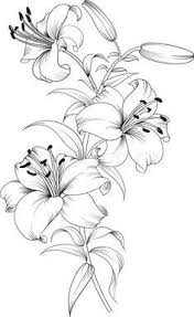9 mar 2020 esplora la bacheca disegni di fiori di marilena su pinterest. Https Www Colourbox Com Preview 15830684 Group Of Lily Flowers Jpg Fiori Disegnati Da Colorare Disegno Di Fiori Disegno Fiori