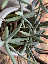 Image result for tbn:HNtrRnQBmFuaxM::www.bluechopsticks.com/img_large/800CC_0805S1015.jpg