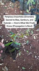 Image result for Periploca linearifolia