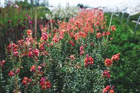 Gallatin Valley Blooms Photo Essay Edible Bozeman