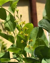 Image result for Dioscorea asteriscus