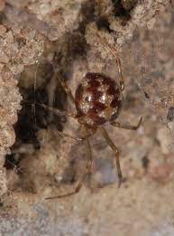 Their hairy bodies are varying shades of brown, which helps them to blend. Triangulate Cobweb Spider Wikipedia