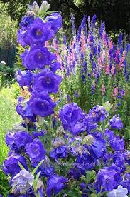 Pin On My Kind Of Garden