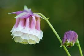Maybe you would like to learn more about one of these? Amazing Meaning And Symbolism Of Columbine Flower And Color Florgeous
