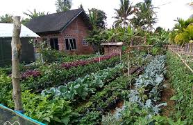 Mayoritas penduduknya bermata pencaharian sebagai peternak dan petani. Pemanfaatan Pekarangan Cegah Krisis Pangan Saat Pandemi Covid 19