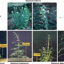 Image result for Sesamum parviflorum