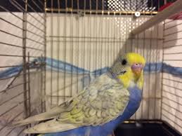 Rainbow Mu Spangle Mi Nedir Bu Kus Muhabbet Kusu Forumu Muhabbetkusu Com Tr