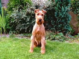 Image result for irský teriér