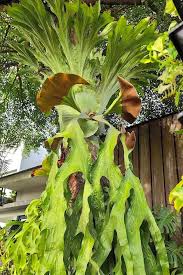 Image result for Platycerium