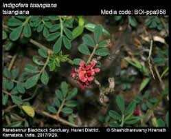 Image result for Indigofera wentzeliana