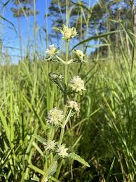 Image result for Hyptis