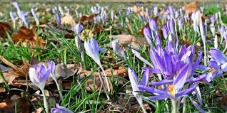 Die sonne überquert an diesem tag eine imaginäre linie, die. Google Doodle Heute Ist Fruhlingsanfang 2019