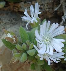 Image result for Delosperma tradescantioides