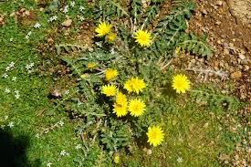 Image result for Haplocarpha scaposa