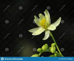Drumstick Or Sahajan Flower Natural Viagra Stock Photo Image Of Plants Healthbenifits 140174576