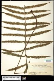 Image result for Christella gueinziana