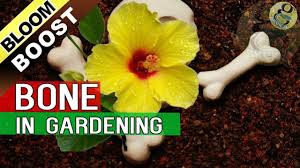 What kind of fertilizer makes flowers bloom? 5 Tips To Increase Flowering In Plants Bloom Booster Hacks Bone Meal Fertilizer Youtube