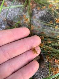 Image result for Bulbostylis pusilla