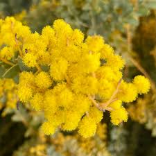 Image result for Acacia fleckii