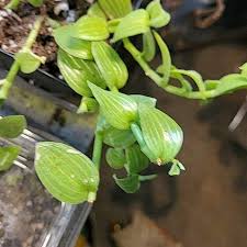 Image result for Aneilema zebrinum