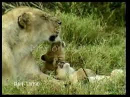 Doresc să primesc o alertă pe mail cu. Puii De Animale Si Mamele Lor Youtube