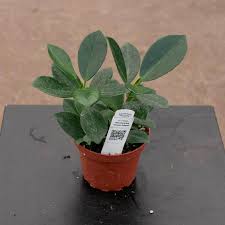 Image result for Grewia microcarpa