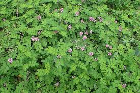 Image result for Indigofera ischnoclada
