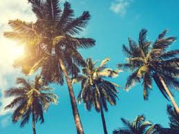 Pokok palma atau pokok arecaceae merupakan sejenis tumbuhan tropika yang banyak tumbuh di malaysia dan dijadikan tanaman industri terpenting negara ni (kelapa sawit dan kelapa). 8 Ciri Khusus Pohon Kelapa Manfaat Dan Produk Olahannya Hot Liputan6 Com