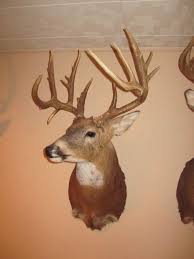 Nothing Says Man Room Like A Dead Animal Animal Room Man Room Husband Man Cave