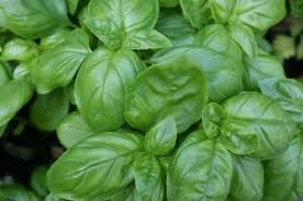 Da ocimum basilicum nicht winterhart ist, lässt er sich im garten nur einjährig kultivieren. Basilikum Tipps Zu Standort Und Pflege