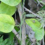 Image result for Cynanchum obtusifolium