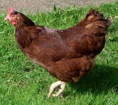 Rhode Island State Bird Rhode Island Red Rhode Island Red Chickens Chickens Backyard Breeds Rhode Island Red