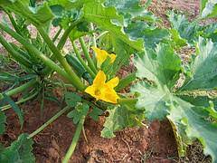 How deep up the stem can i replant my seedlings while the temps are still too cold for outdoor transplanting? Planting Zucchini