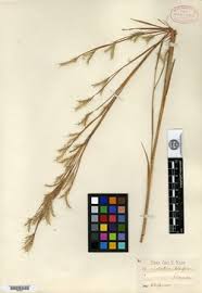 Image result for Andropogon canaliculatus