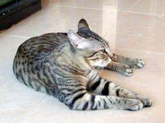 Lanhua Cat Picture 3
