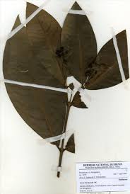 Image result for Ixora brachypoda