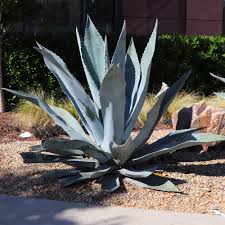 Image result for Agave americana