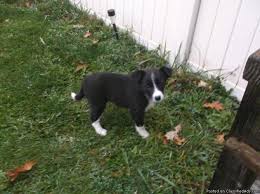 Price varies depending on the breeder as well as the color of the pup, its. Border Collie And English Shepherd Mix Puppies For Sale In Michigan Nebraska Classified Americanlisted Com