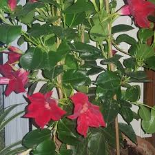 Great on trellises or posts. Mandevilla X Amabilis Alice Du Pont Mandevilla Alice Du Pont Uploaded By Rlgravley79