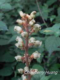 Image result for Tephrosia elata