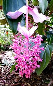 Image result for Medinilla myriantha