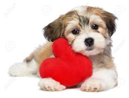 Select from premium puppy valentine of the highest quality. A Cute Lover Valentine Havanese Puppy Dog With A Red Heart Isolated Stock Photo Picture And Royalty Free Image Image 17229468