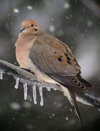 Blogicedovefeb2 Jpg 650 848 Bird Sightings Animals Bird