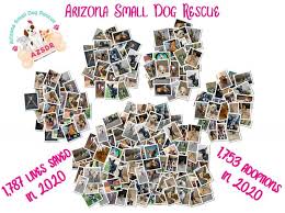 Arizona road racers thanksgiving day classic: Arizona Small Dog Rescue Reviews And Ratings From Clients Phoenix Az Donate Volunteer Review Greatnonprofits