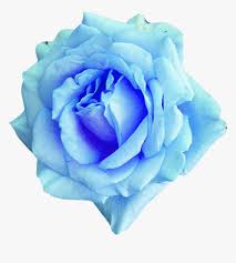 Pure blue, without any mixture of other colours; Flower Rose Flowering Plant Blue Blue Rose Garden Roses Petal Rose Sky Blue Flower Png Transparent Png Kindpng