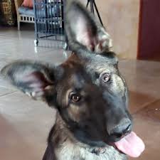 Protective and sturdy, the corgi makes a decent guard dog and is excellent as a show and obedience dog. Client Testimonials Reviews Tucson Az Certified Dog Trainer Puppy Training