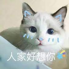可爱表情包 google search cute cat animals cute pictures