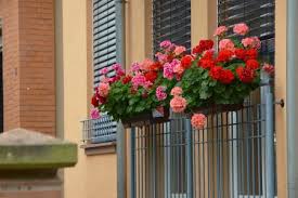 Plantas para tapar a los vecinos las condiciones en las que crearemos nuestro muro vegetal dependerá en gran medida del tamaño de nuestro balcón, terraza o jardín. Las 10 Mejores Plantas Para El Balcon