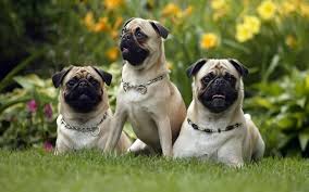 Check out our puppies pug selection for the very best in unique or custom, handmade pieces from our shops. All About Pug Dog Breed Origin Behavior Trainability Facts Puppy Price Color Health